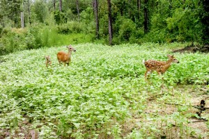 Doe and fawns        